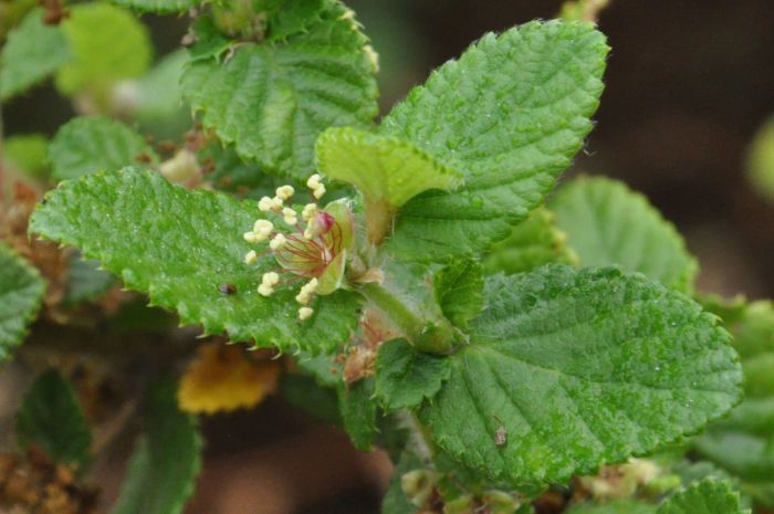 Cliffortia odorata, male flower.