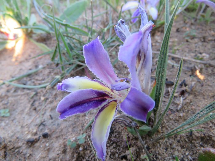 Babiana sambucina subsp. sambucina