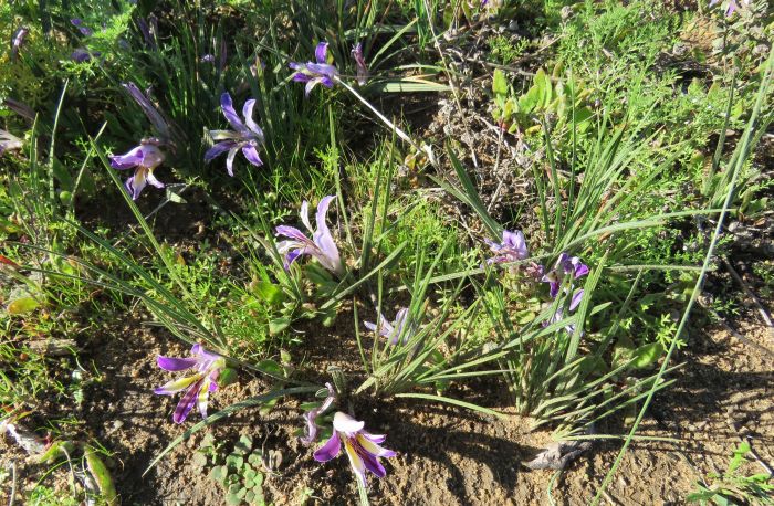 Babiana sambucina subsp. sambucina growing in habitat.