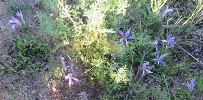 Babiana sambucina subsp. sambucina growing in habitat.