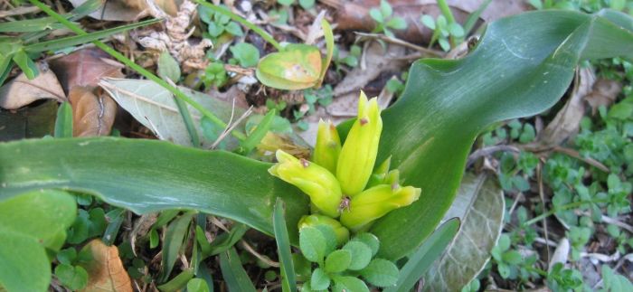 Lachenalia reflexa, Constantia, Cape Peninsula. (Photo by Caroline Voget)