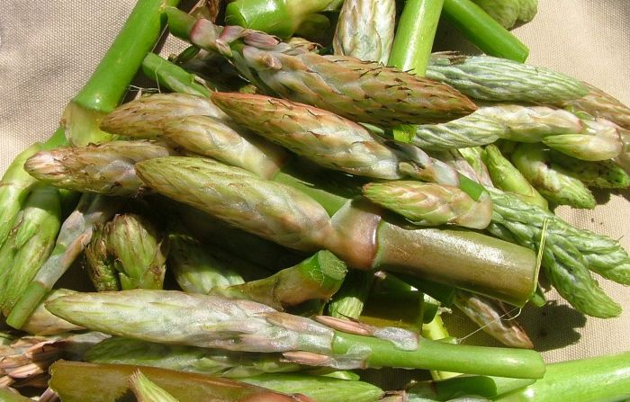 The young soft inflorescences of Trachyandra falcata are collected, boiled or steamed with a bit of salt and make a delicious vegetable.