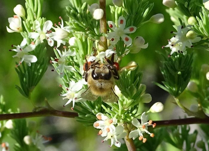 Asparagus rubicundus has lightly coconut-scented flowers that attract instecs, such as bees and butterflies.