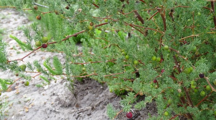 Asparagus rubicundus in fruit.