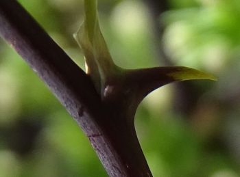 Asparagus rubicundus branches bear sharp, curving spines, about 6 mm long.