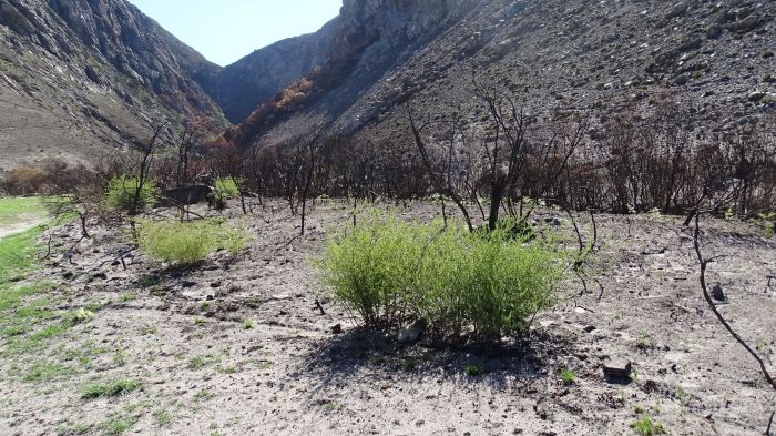 Asparagus rubicundus, one of the first plants to emerge after fires, pictured after the 2019 fire in Betty's Bay.