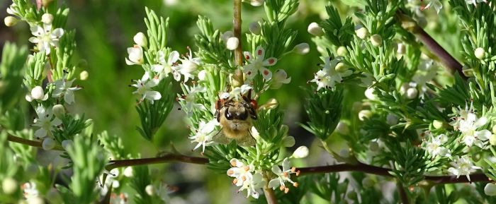 Asparagus rubicundus has lightly coconut-scented flowers that attract instecs, such as bees and butterflies.