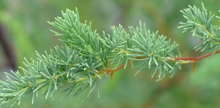 Asparagus rubicundus, soft foliage on spiny branches.