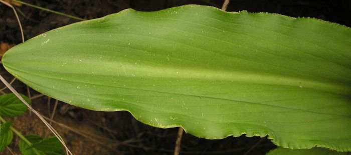 Eucomis montana, a leaf. (Photo Charl Strydom)