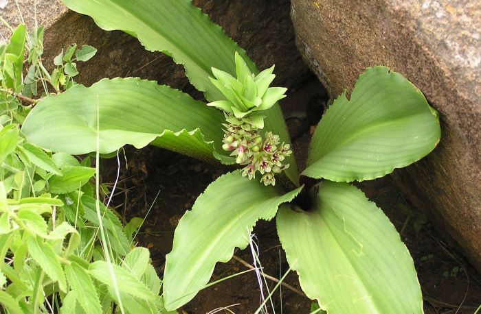 Eucomis montana, a plant in habitat. (Photo Charl Strydom)