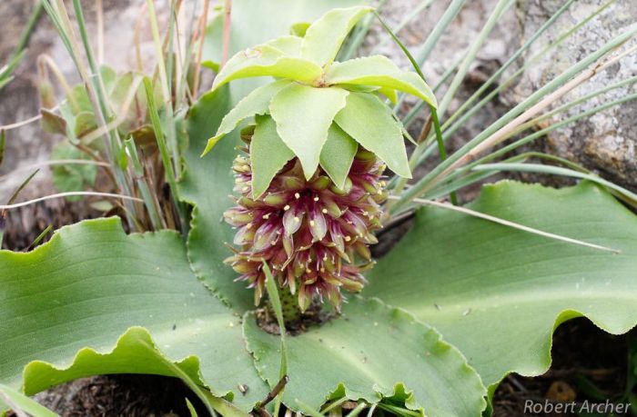 Eucomis montana, a plant in habitat. (Photo Robert Archer)