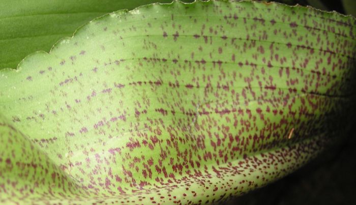 Eucomis montana, underside of a leaf. (Photo Charl Strydom)