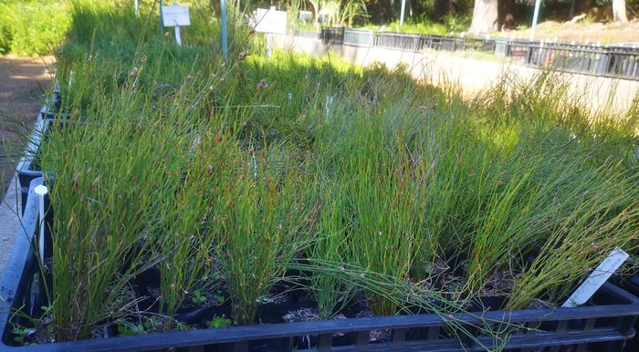 Elegia filacea, young seed-grown plants in the nursery.