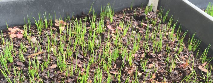 Elegia filacea, seedlings.