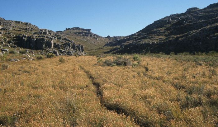 Elegia filacea, in habitat. (Photo H.P. Linder)