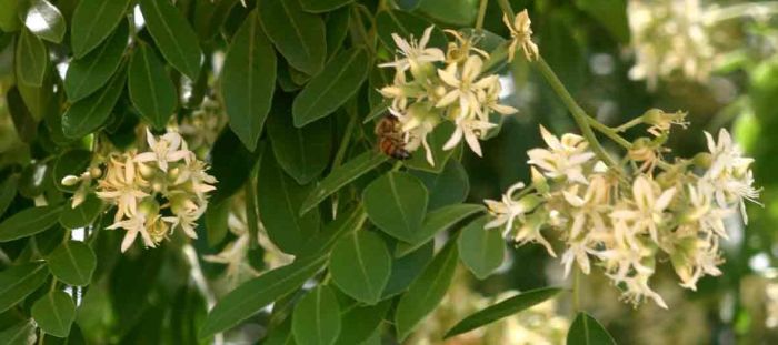 Xanthocercis zambesiaca, flowers. (Photo by Bart Wurston)