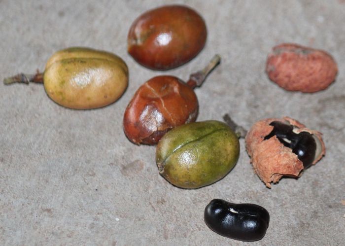 Xanthocercis zambesiaca, fruits and seeds. (Photo by Ricky Taylor)