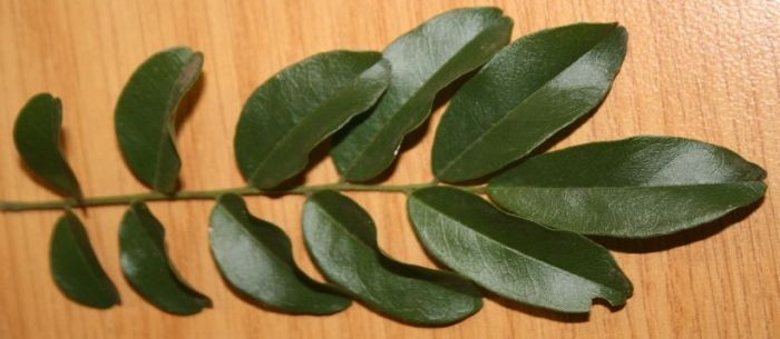 Xanthocercis zambesiaca, leaf.