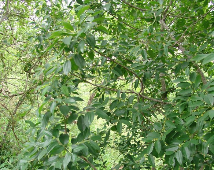 Ziziphus rivularis, branch. (Photo Geoff NIchols)