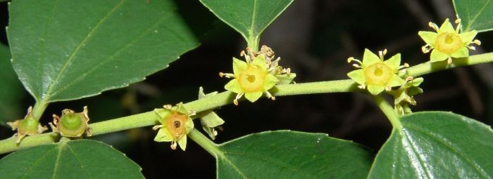 Ziziphus rivularis, flowers. (Photo Geoff NIchols)