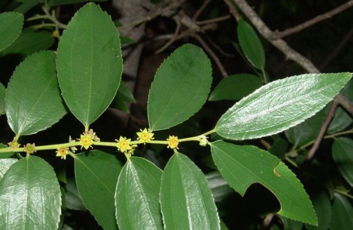 Ziziphus rivularis. (Photo Geoff NIchols)