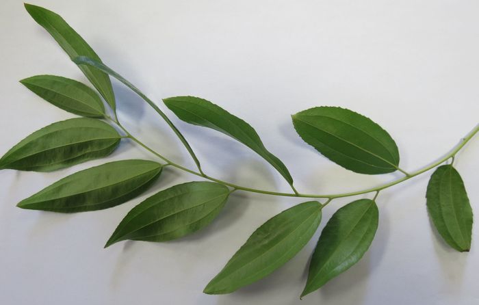 Ziziphus rivularis, leaves, under side.