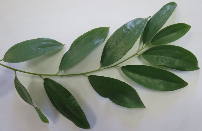 Ziziphus rivularis, leaves, upper side.