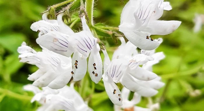 Equilabium laxiflorum, flowers.