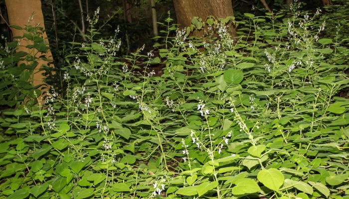 Equilabium laxiflorum, growing in Kirstenbosch.