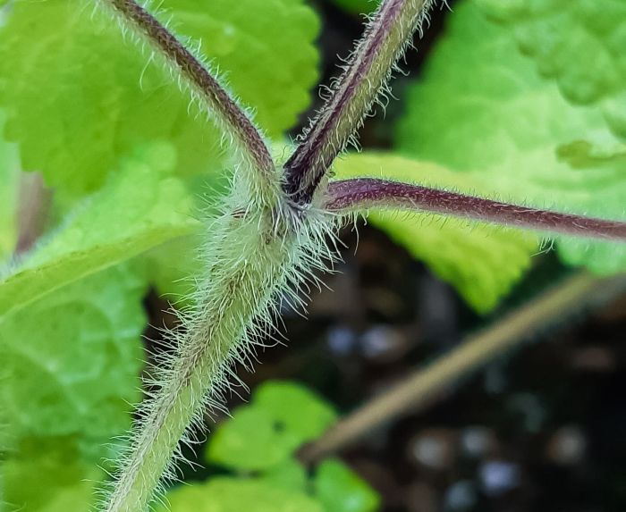 Equilabium laxiflorum, hairy stems.