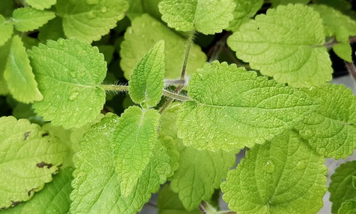 Equilabium laxiflorum, leaves.