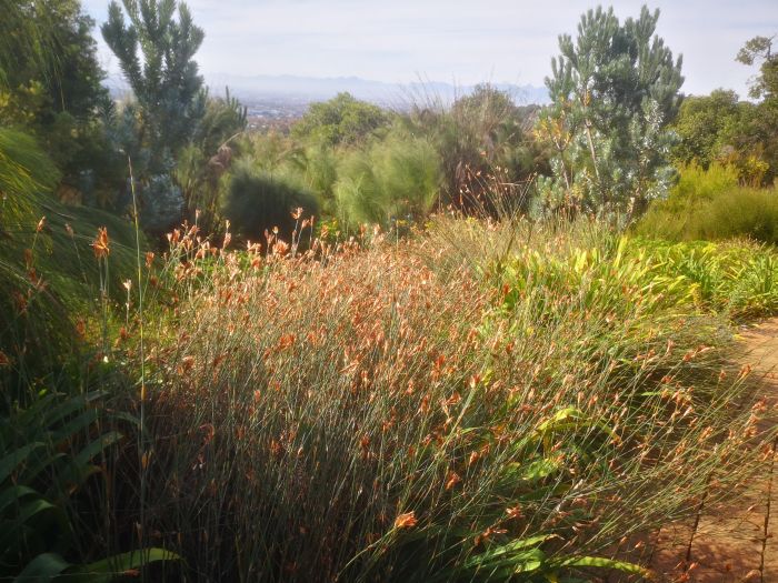 Willdenowia incurvata, growing in Kirstenbosch.