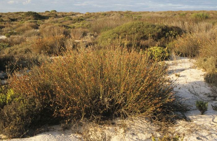 Willdenowia incurvata, in habitat. (Photo H.P. Linder)