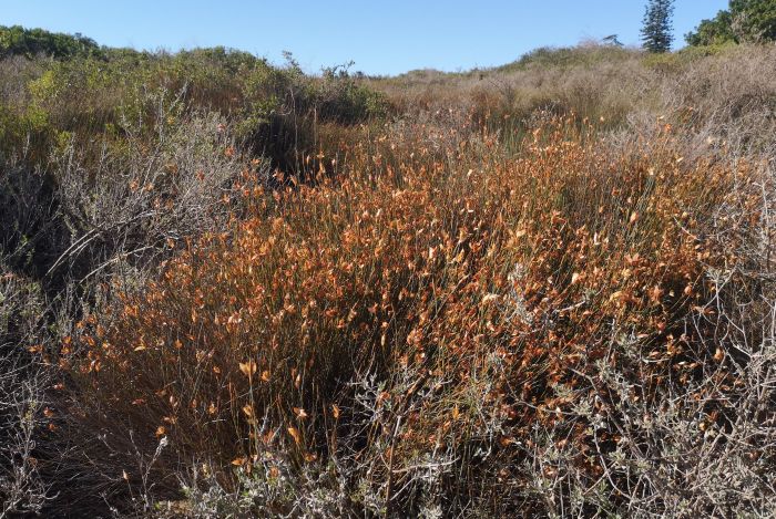 Willdenowia incurvata, in habitat.