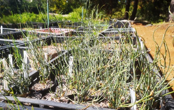 Willdenowia incurvata, seed-grown plants in the Kirstenbosch nursery.