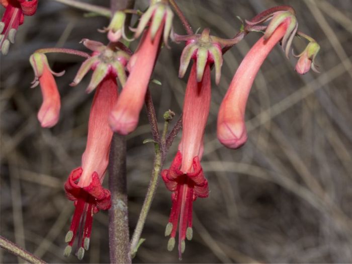 Phygelius capensis, flowers. (Photo Geoff Nichols) 