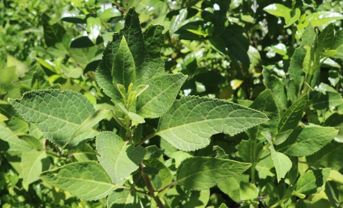 Phygelius capensis leaves.