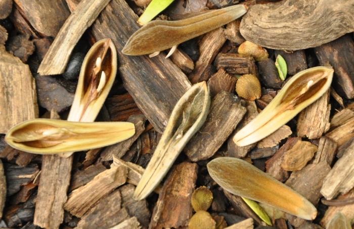 Justicia adhatodoides, exploded pods and seeds lying on the ground.