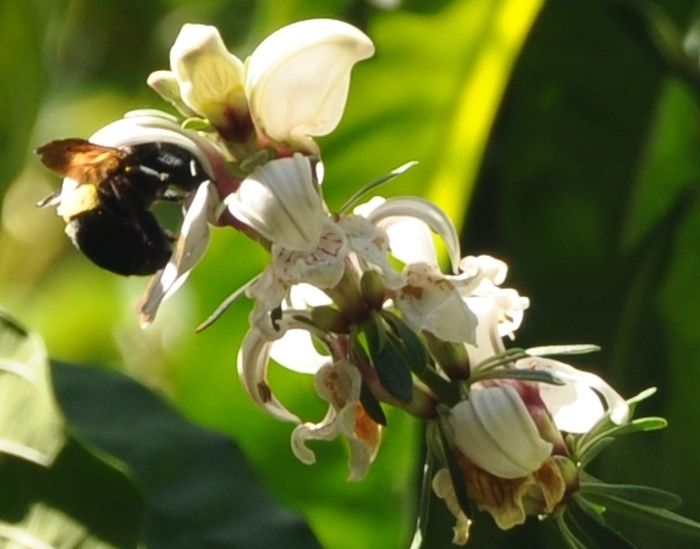 A Carpenter Bee visiting and pollinating a Justicia adhatodoides flower.