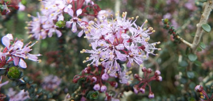 Agathosma orbicularis, flowers.