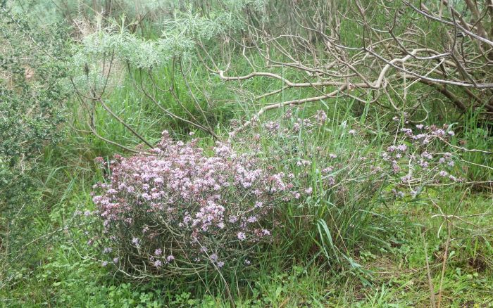 Agathosma orbicularis, growing in habitat encroached by grass and invasives. 