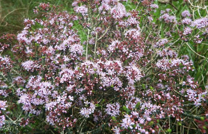 Agathosma orbicularis, in bloom. 