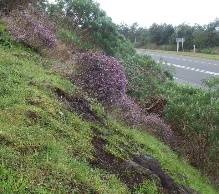 Agathosma orbicularis, in habitat.