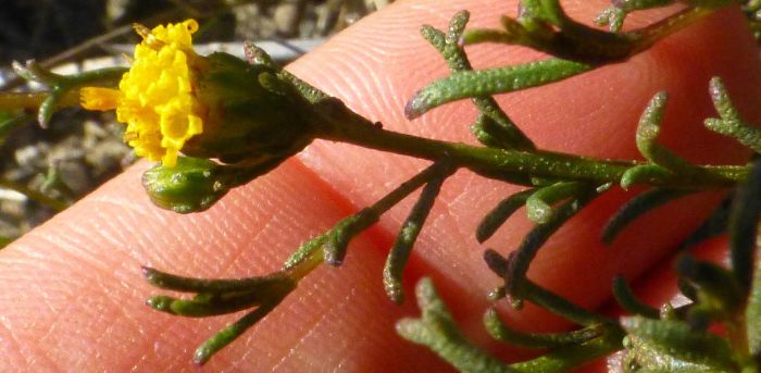 Marasmodes trifida (Petra Broddle)