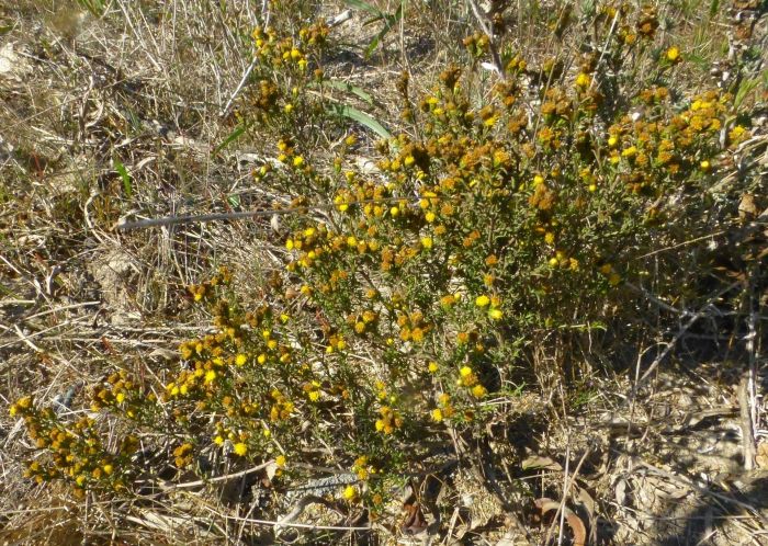 Marasmodes trifida, growing in habitat, Kalbaskraal. (Petra Broddle)