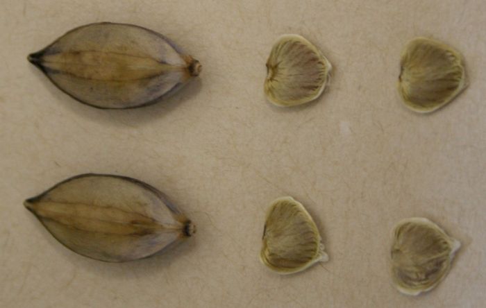 Barleria macrostegia, capsules and seeds. 