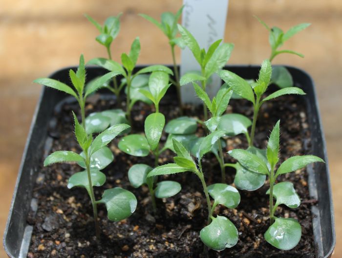 Barleria macrostegia, seedlings. 