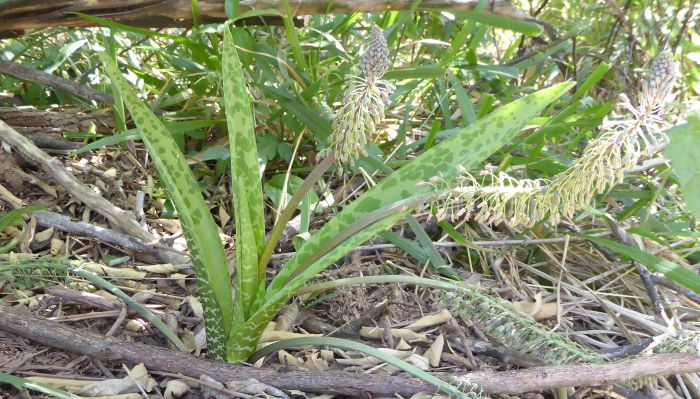 Ledebouria floribunda, in flower.