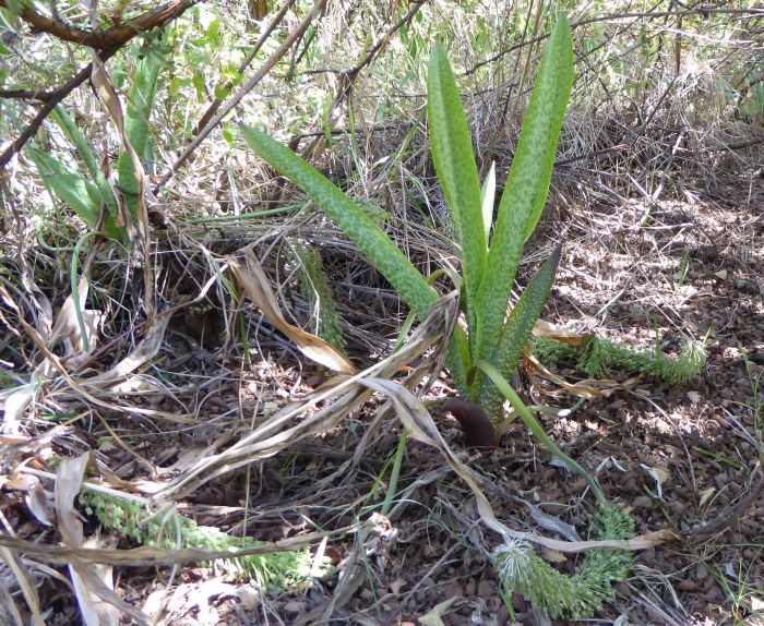 Ledebouria floribunda, Walter Sisulu NBG.