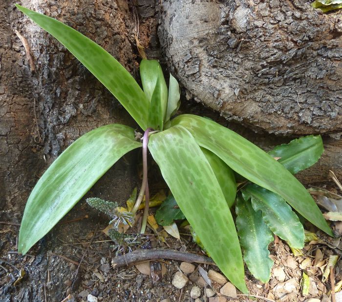 Ledebouria floribunda, Kirstenbosch Nursery.